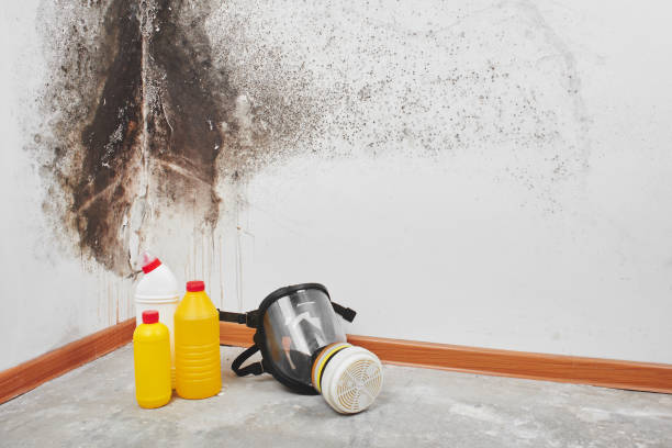 Home Mold Removal in New Hope, PA