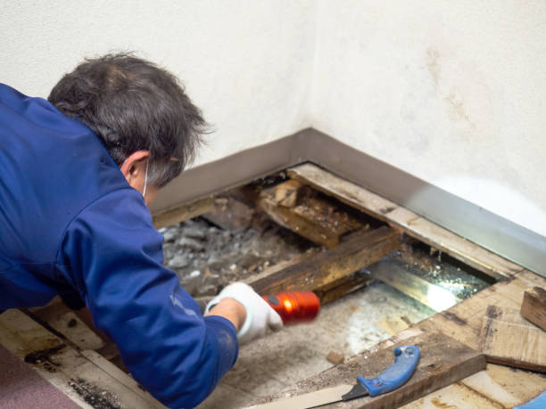 Best Residential Mold Removal  in New Hope, PA