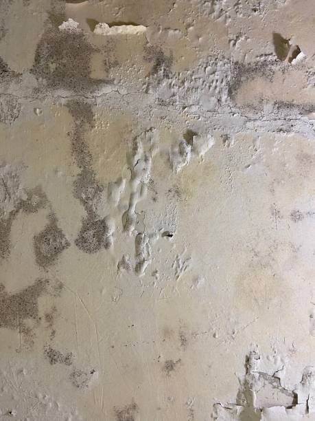 Best Commercial Mold Removal  in New Hope, PA