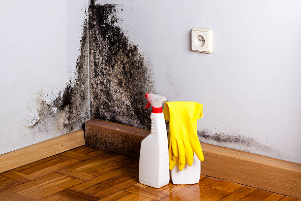Best Crawl Space Mold Removal  in New Hope, PA
